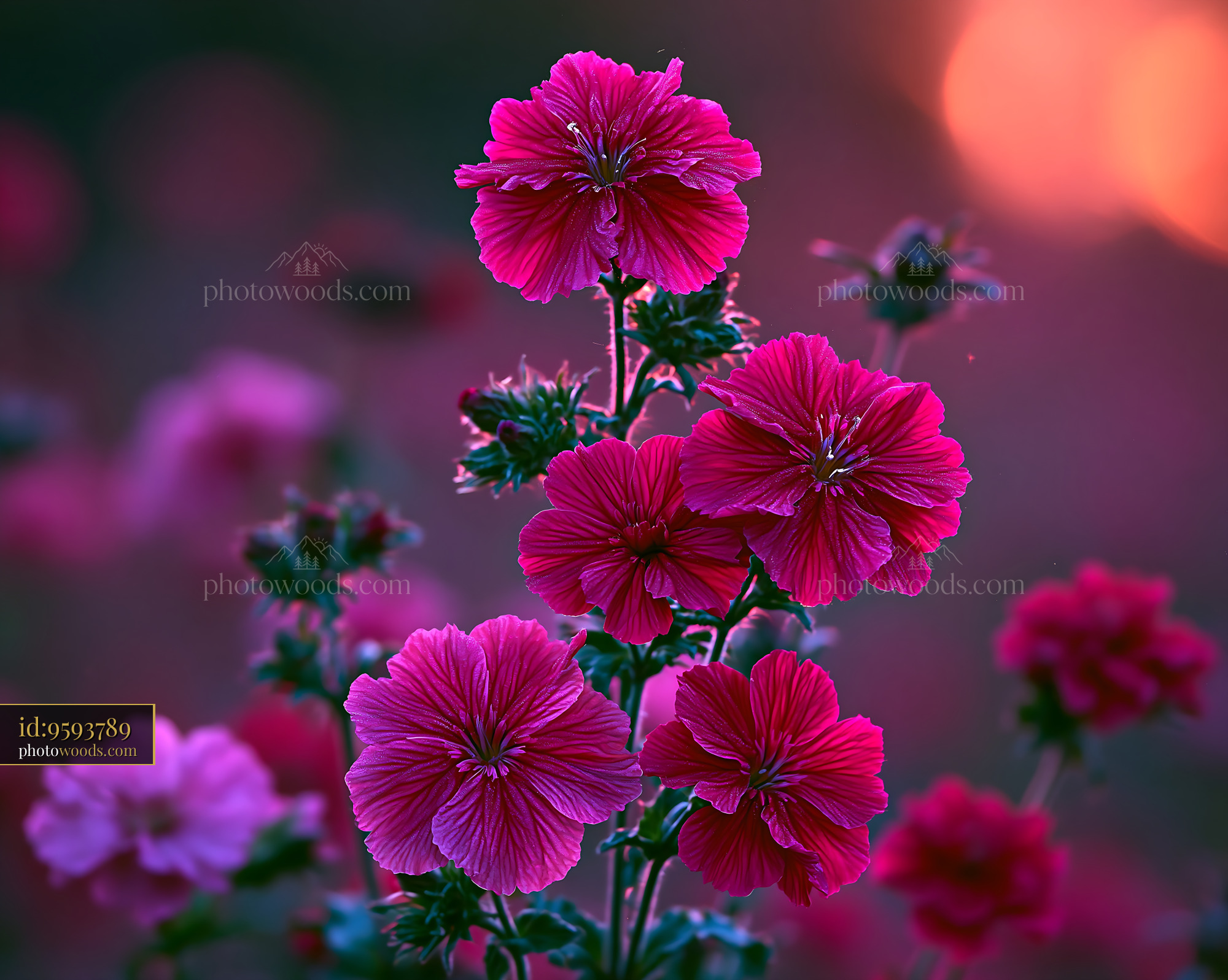 Flowers Bloom in the Garden During Sunset With Pink Colors