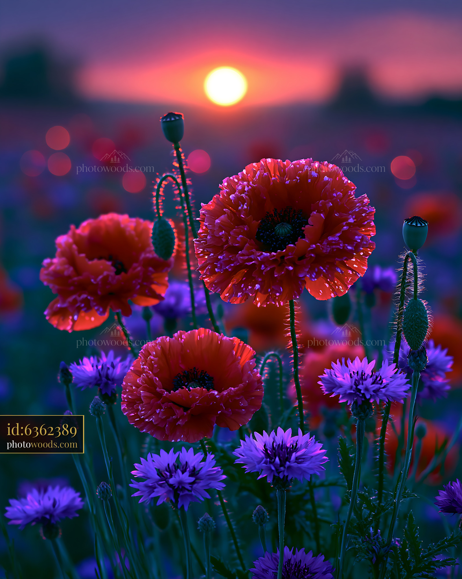 Poppies and Cornflowers Bloom at Sunset Over a Field