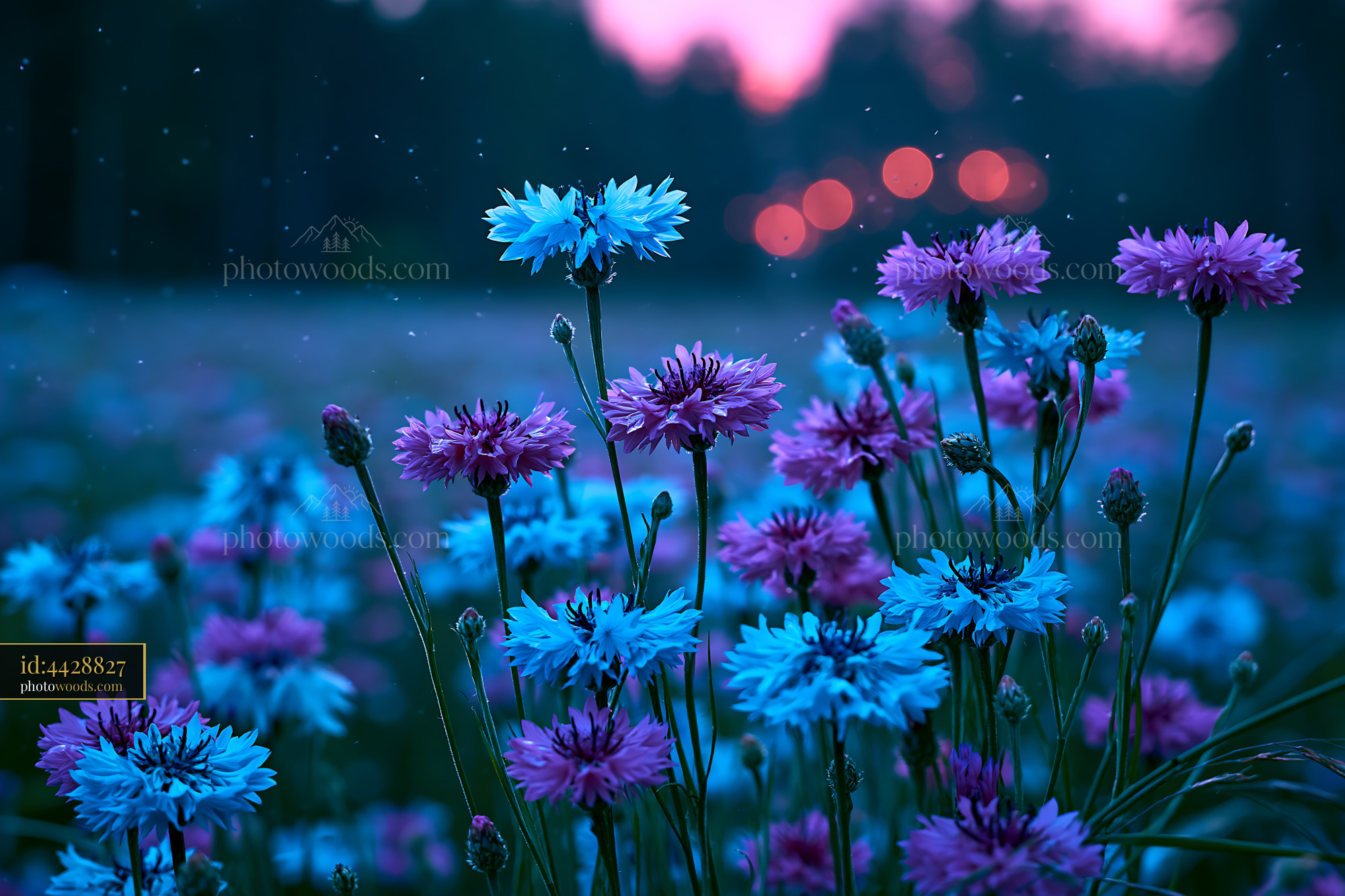 Flowers Bloom in a Field During Twilight With Soft Lighting