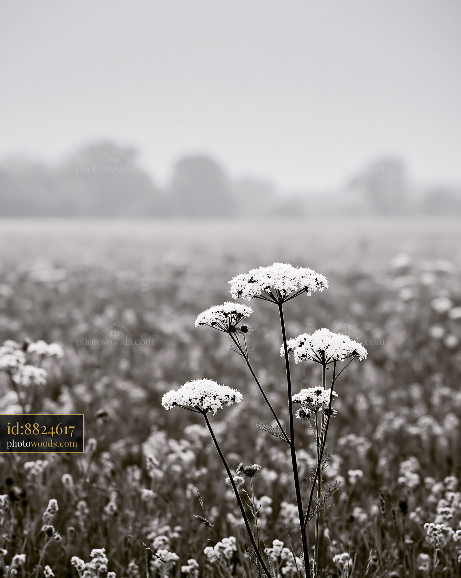 Meadow Sage With White Flowers in Misty Meadow Setting