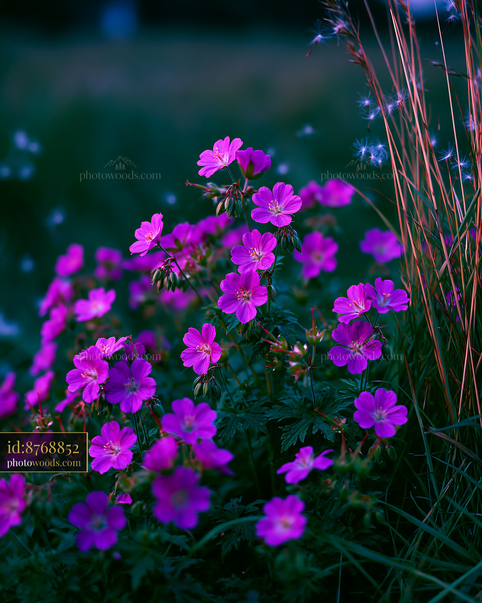 Cranesbill Flowers in Meadow During Springtime