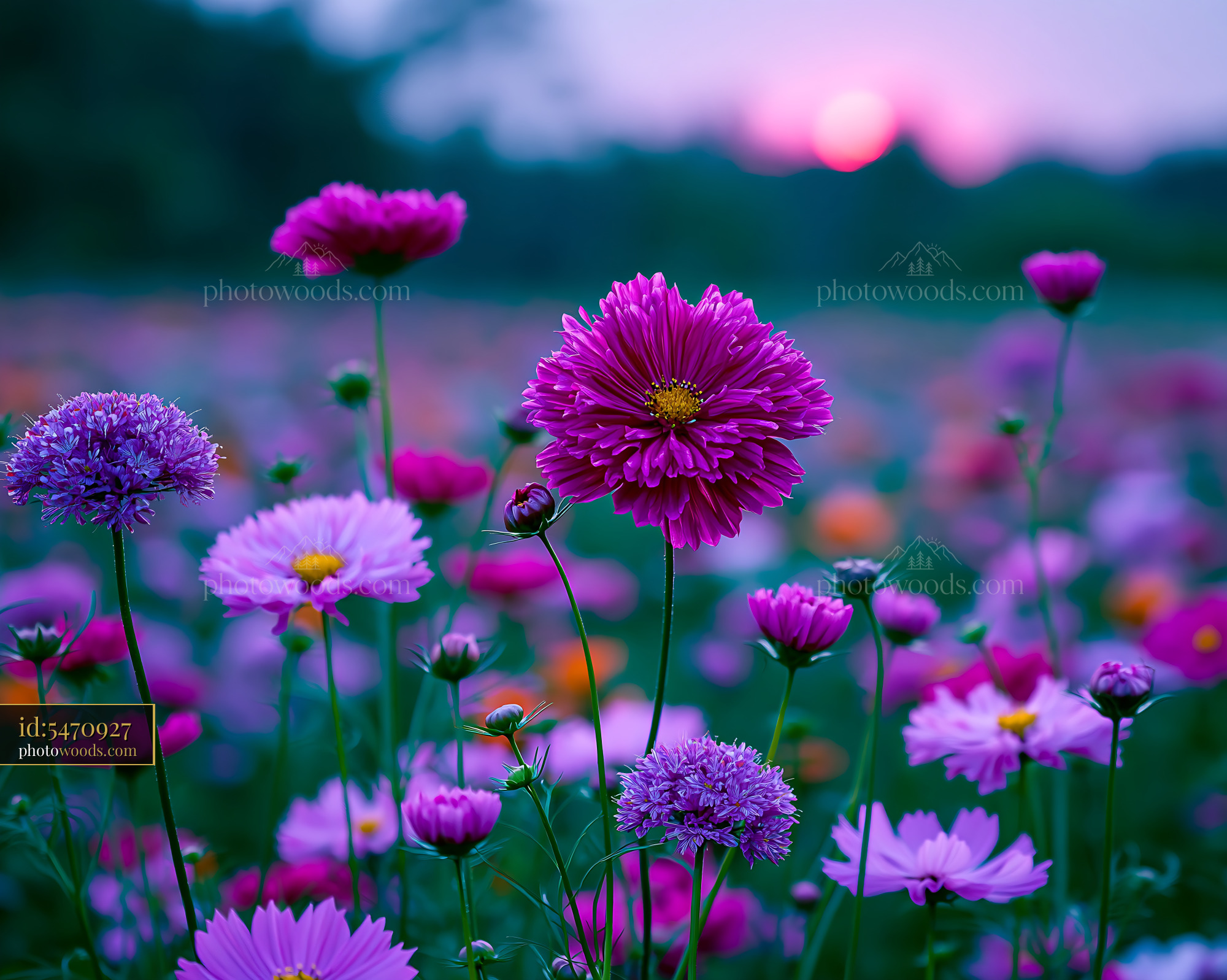 Flowers Bloom in a Field During Sunset With Purple Hues