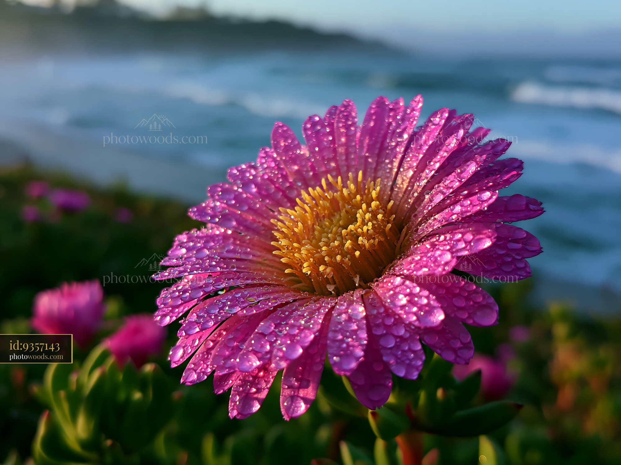 Flower Blooming Near Ocean Shore With Water Droplets on Petals