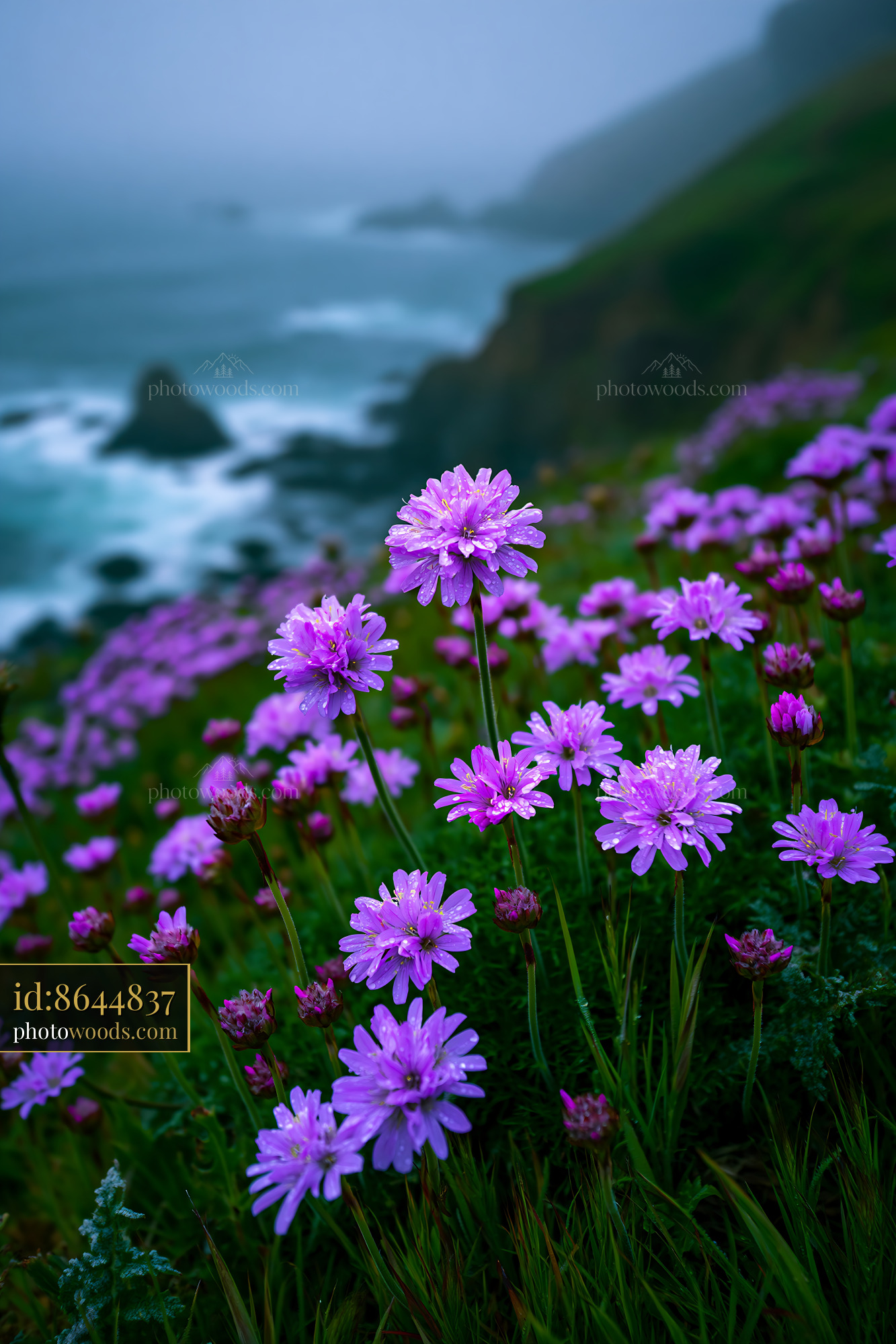 Purple Flowers Grow on a Cliff Near the Ocean With Fog