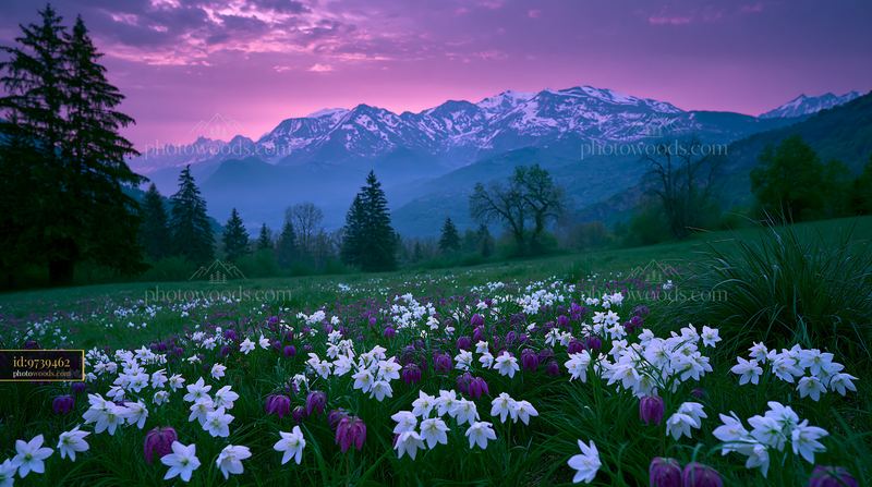 Wildflower meadow beneath snow capped mountains at twilight