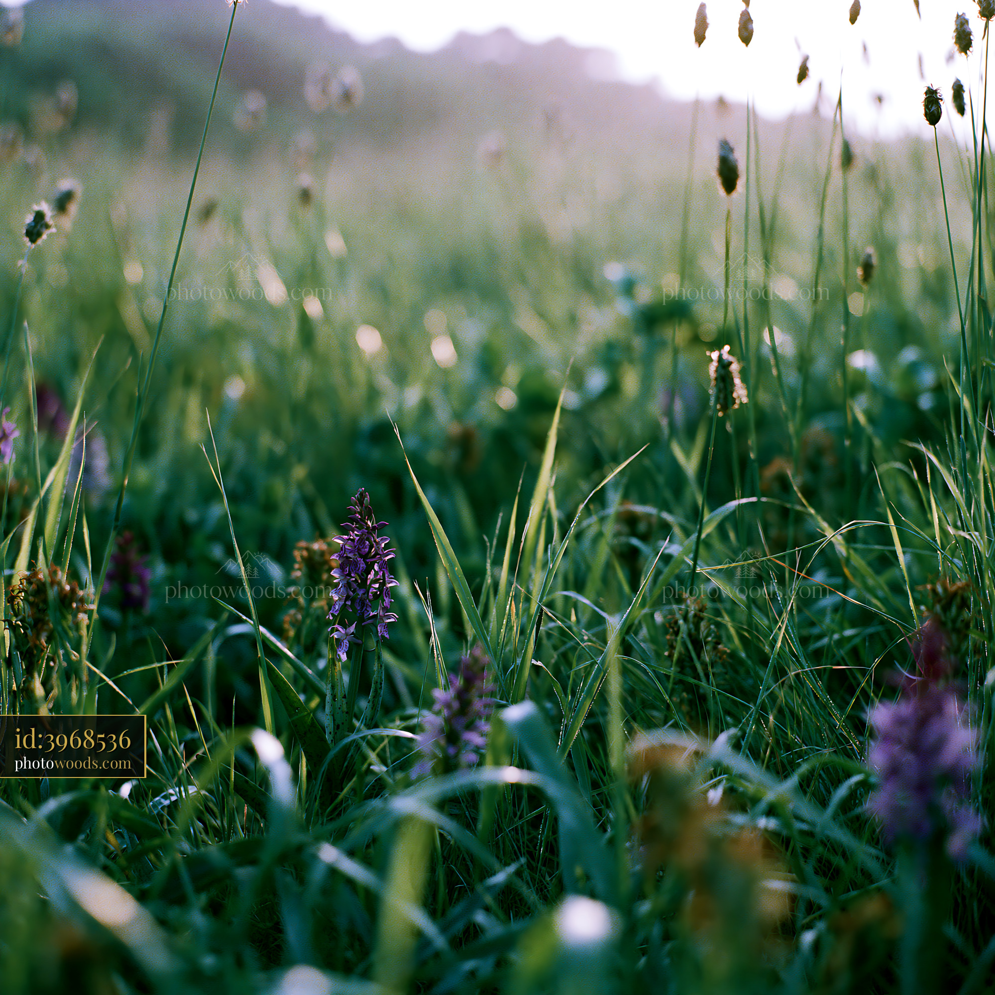 Wild Orchid Blooming in a Meadow During Golden Hour