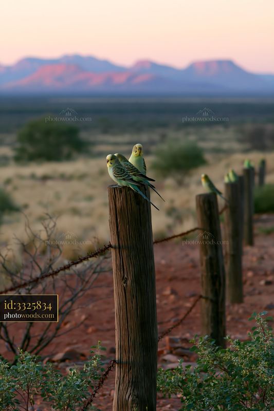 Budgerigars Perched on a Fence Post in a Desert Landscape