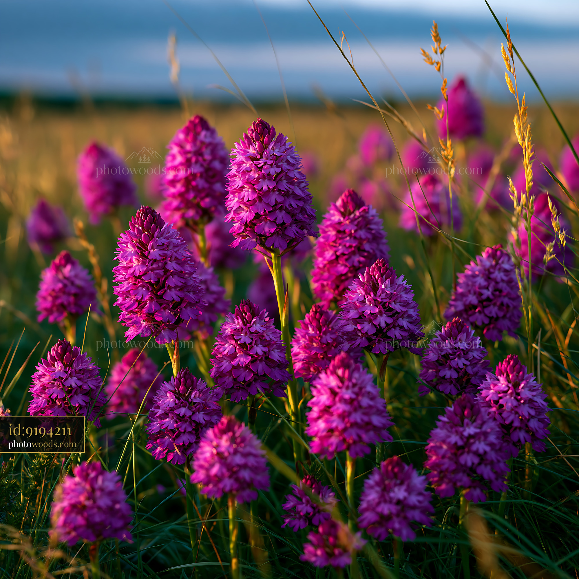 Pyramidal Orchids in a Chalk Grassland During Golden Hour