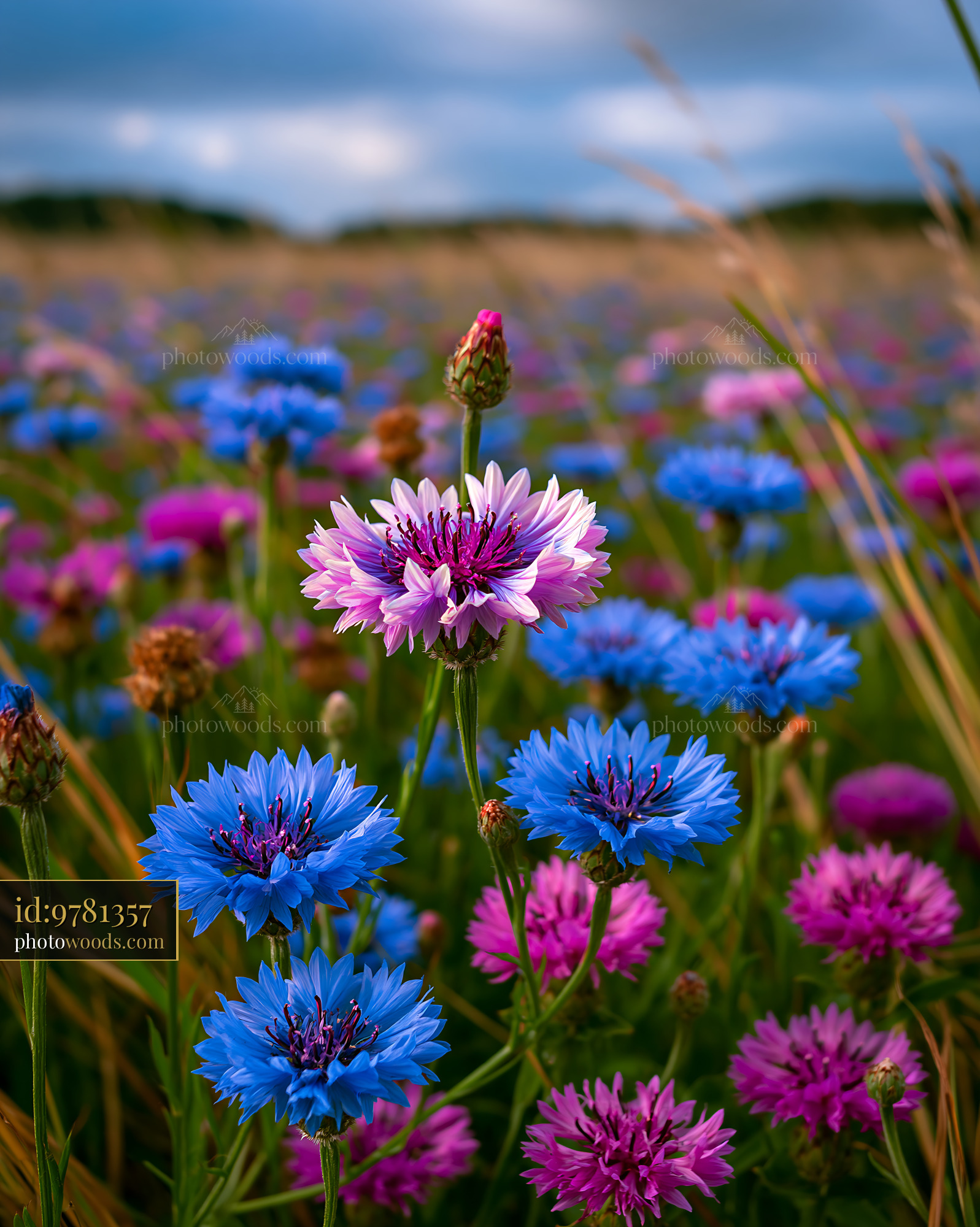 Cornflower and Corncockle Field in Summer