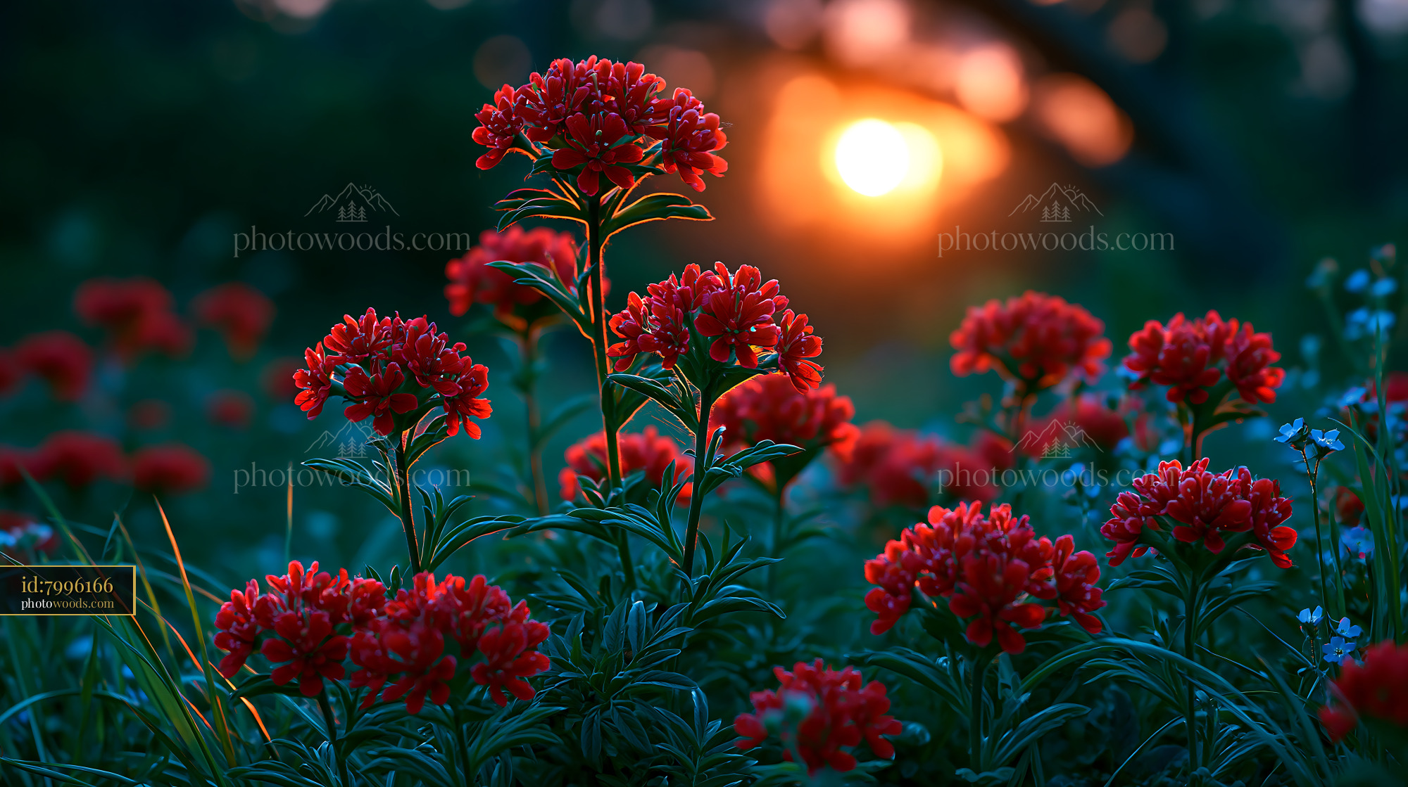 Red Flowers Bloom in the Garden During Sunset Glow
