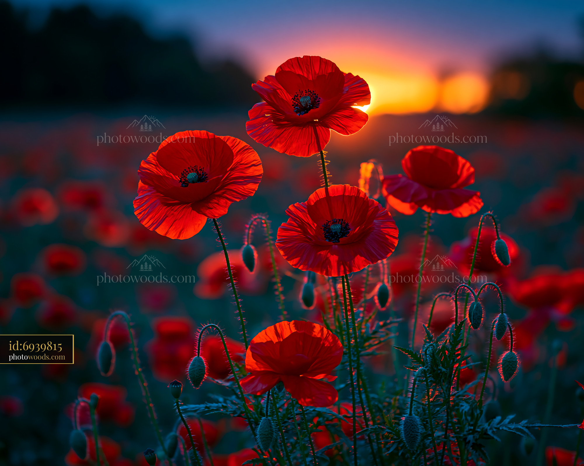 Poppies Bloom at Sunset in a Vibrant Field Filled With Flowers