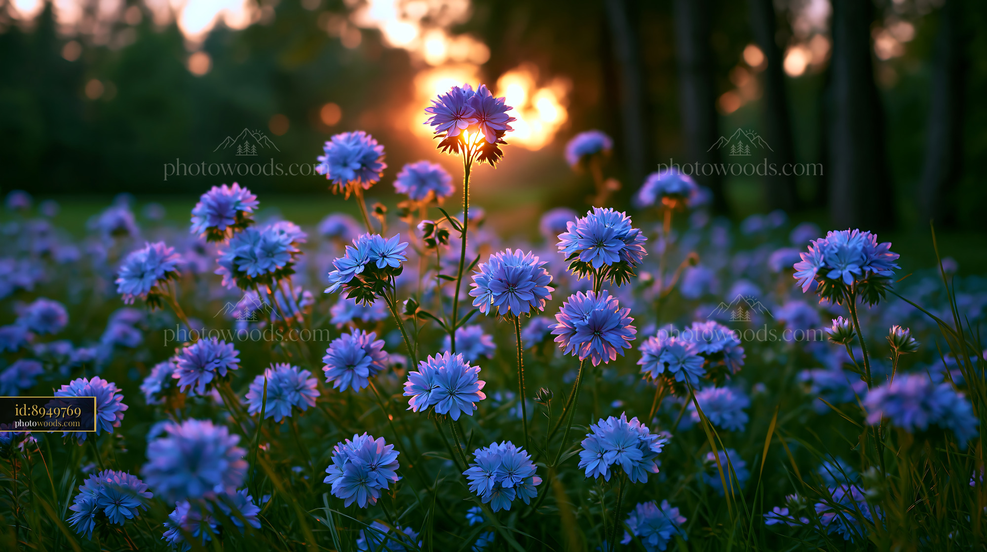 Flowers Bloom in a Field During Sunset With Orange Light