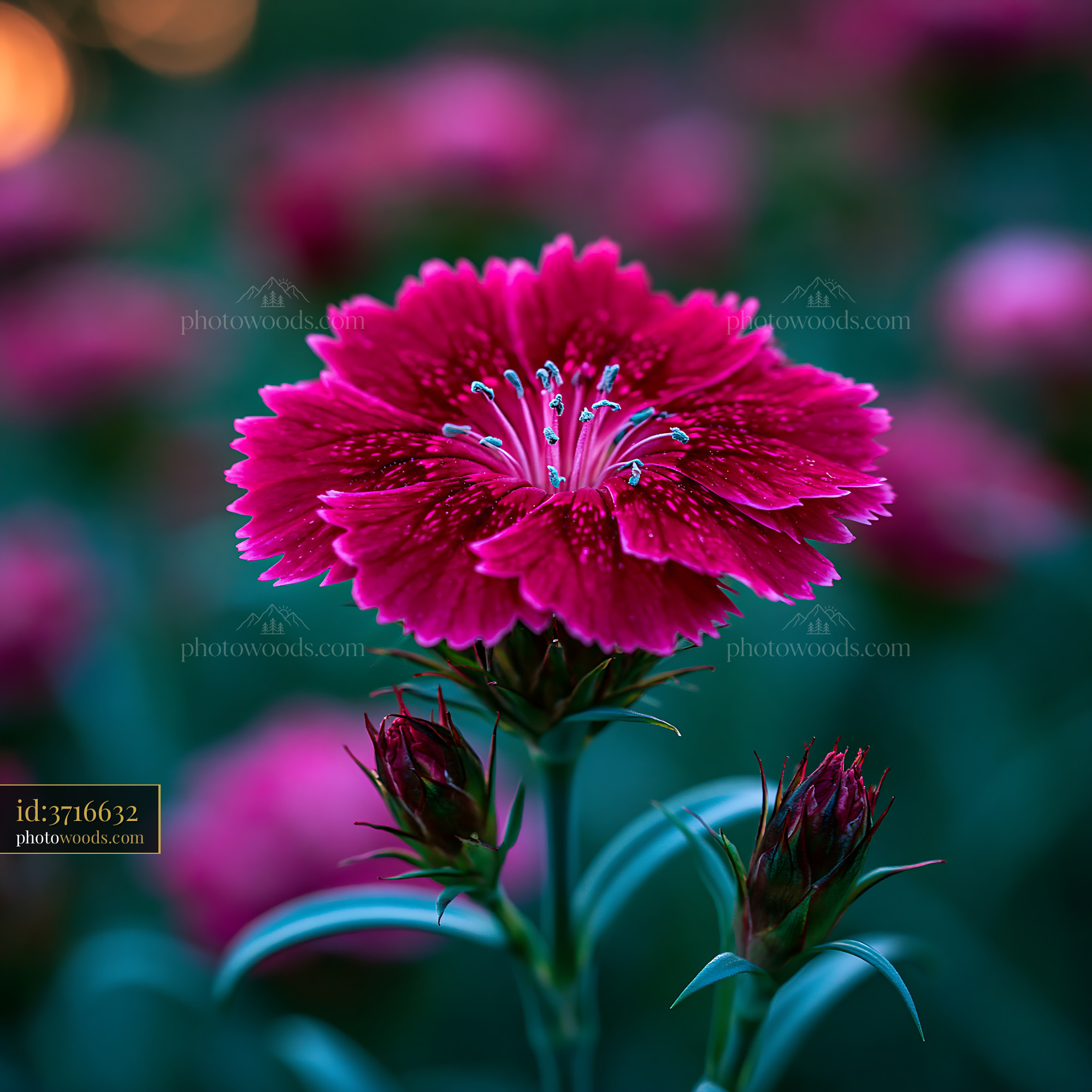 Flower Blooms in Dark Garden With Petals in Deep Pink Color