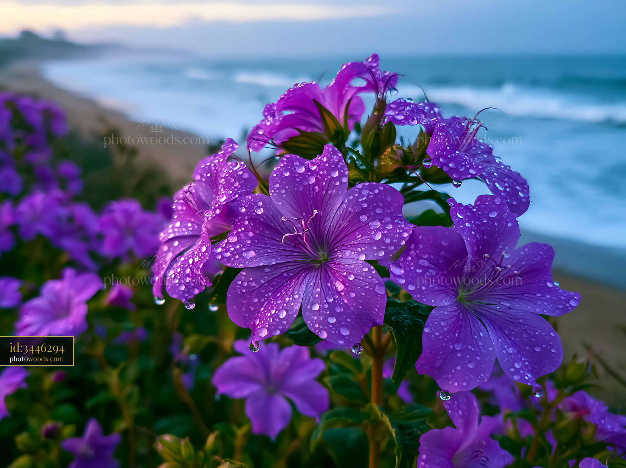 Purple Flowers With Water Droplets Near the Beach at Sunset