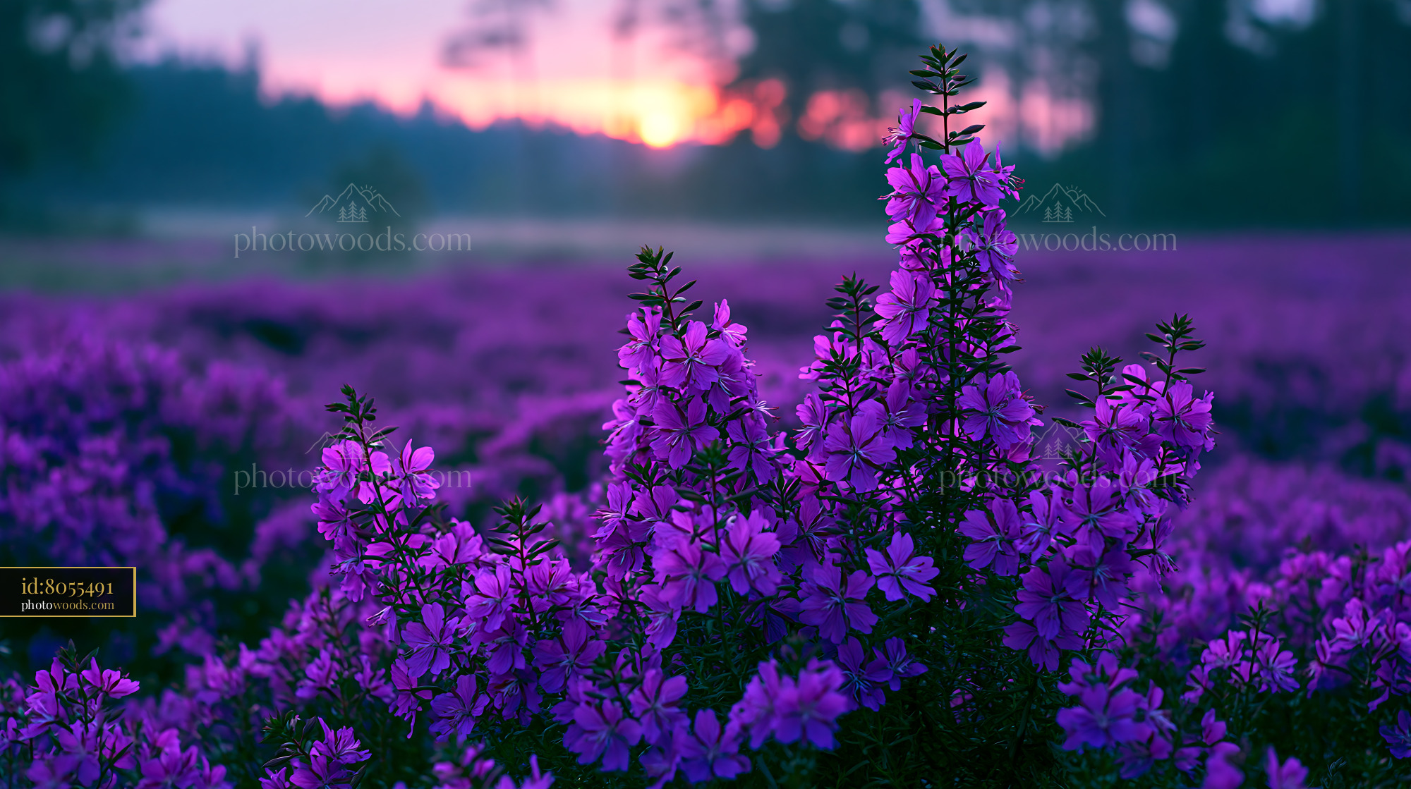 Purple Flowers Bloom in Field at Sunset Near the Forest