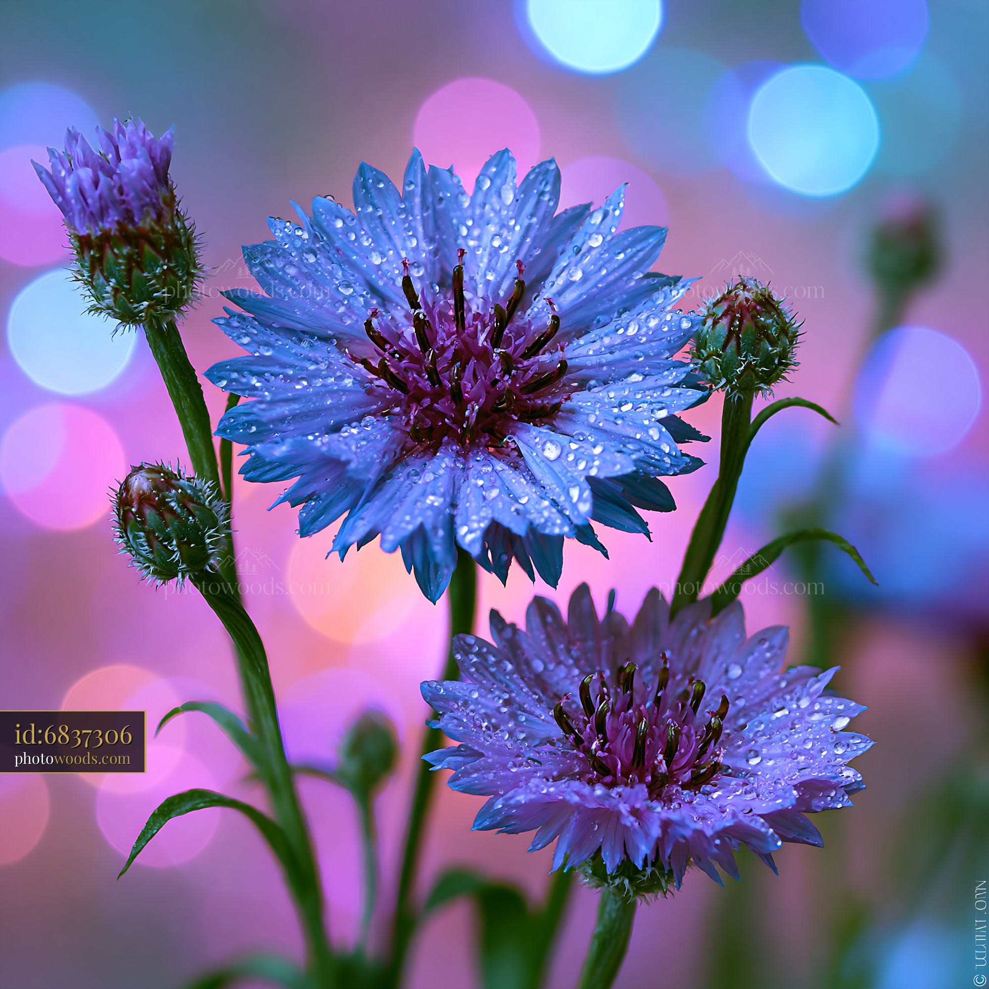 Purple Flowers With Drops of Water Against a Colorful Background