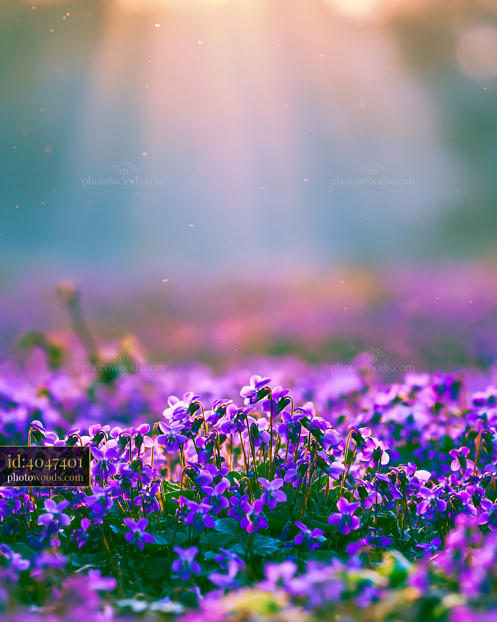Violet Flowers Blooming in a Meadow During Golden Hour