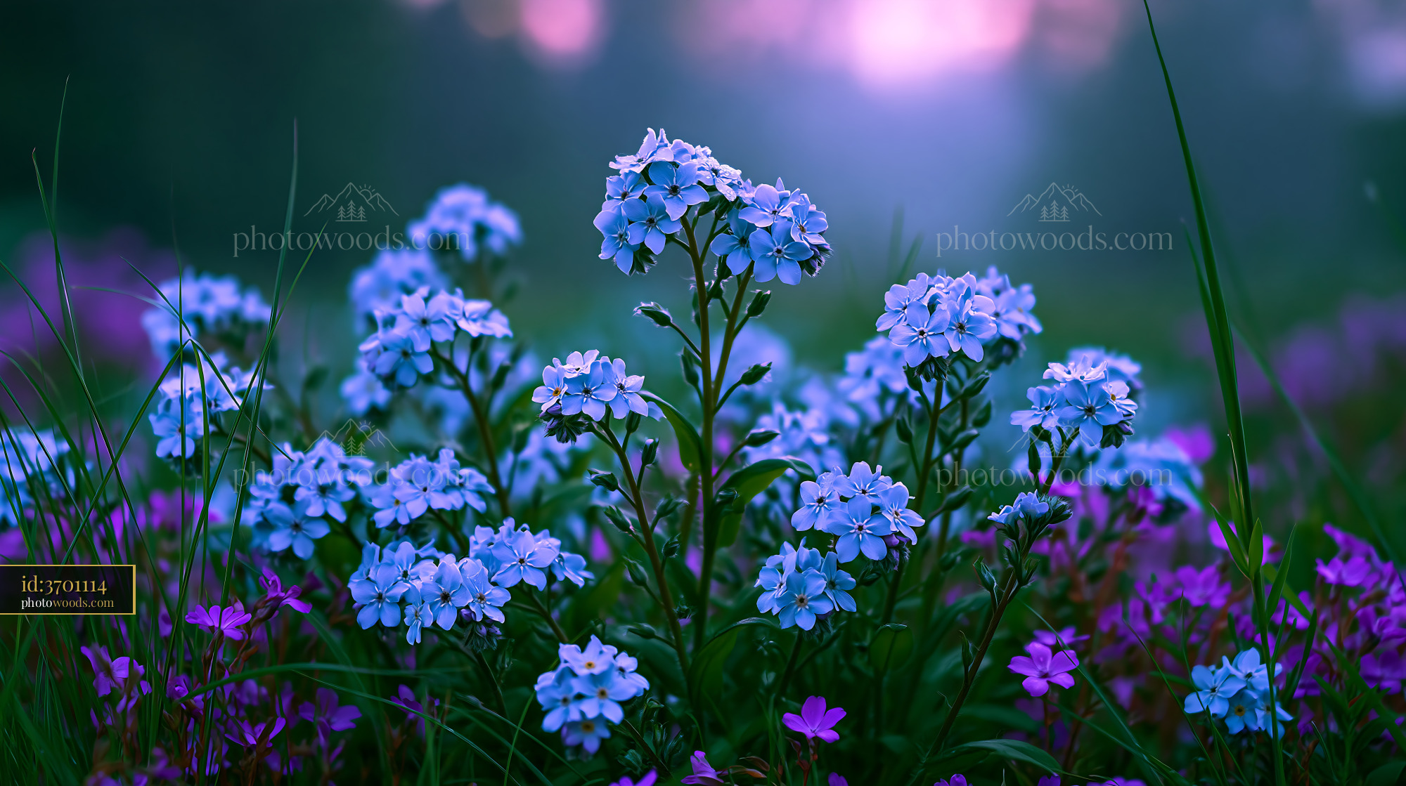 Blue Flowers Bloom in a Field During Early Morning Light