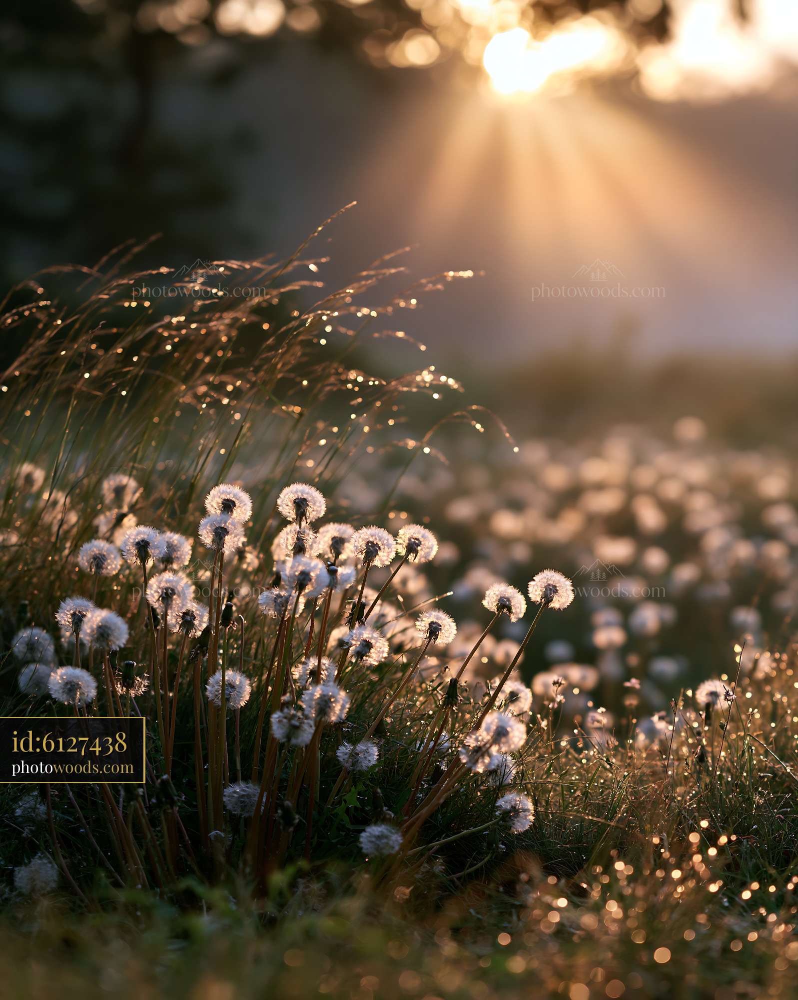 Dandelion Flowers in Meadow During Golden Hour With Morning Dew