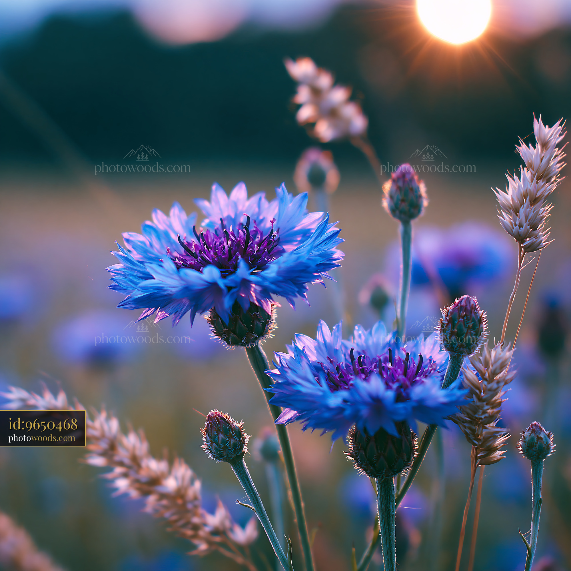 Blue Flowers Bloom Under Setting Sun in a Field With Grasses