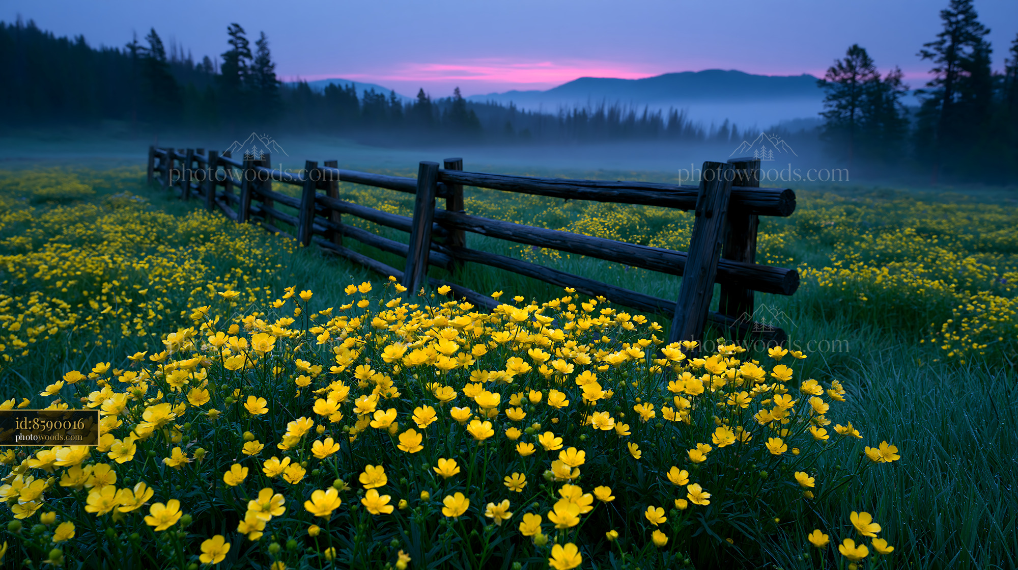 Glacier Buttercups Bloom in a Meadow at Dawn in the Mountains