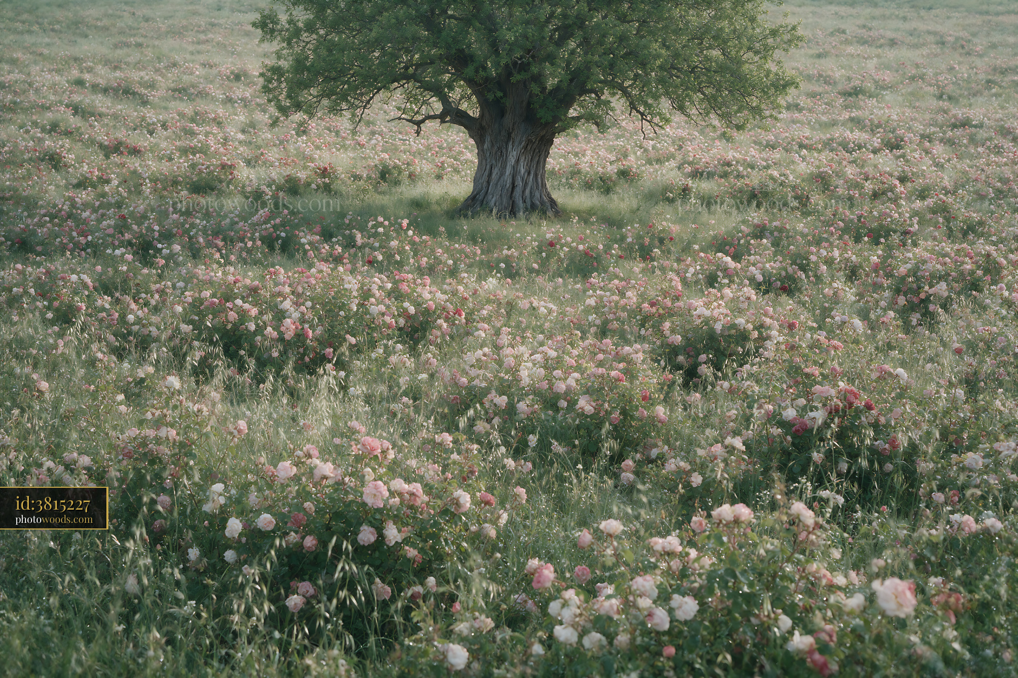 Tree in a Field of Blooming Flowers During Spring Season