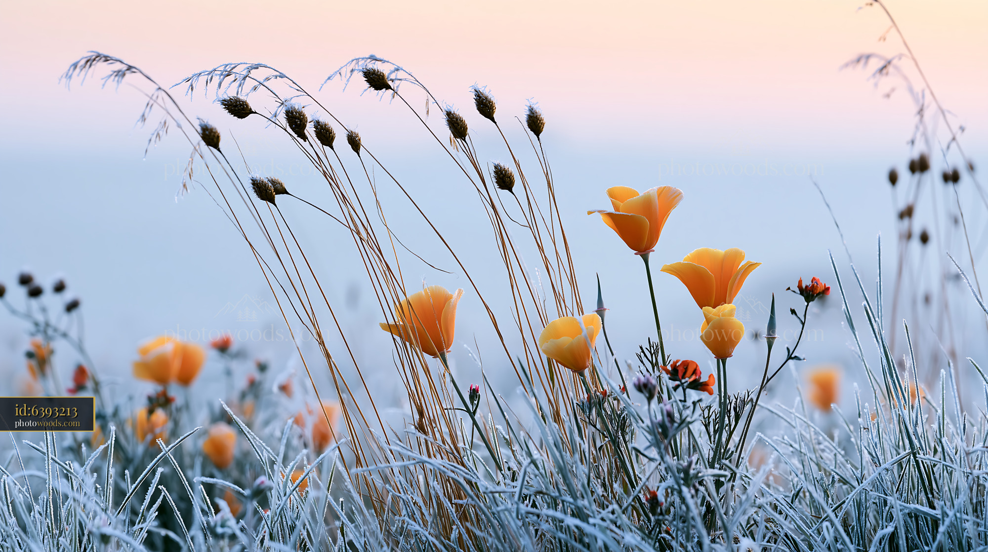 Yellow Rattle in a Frosty Meadow at Dawn