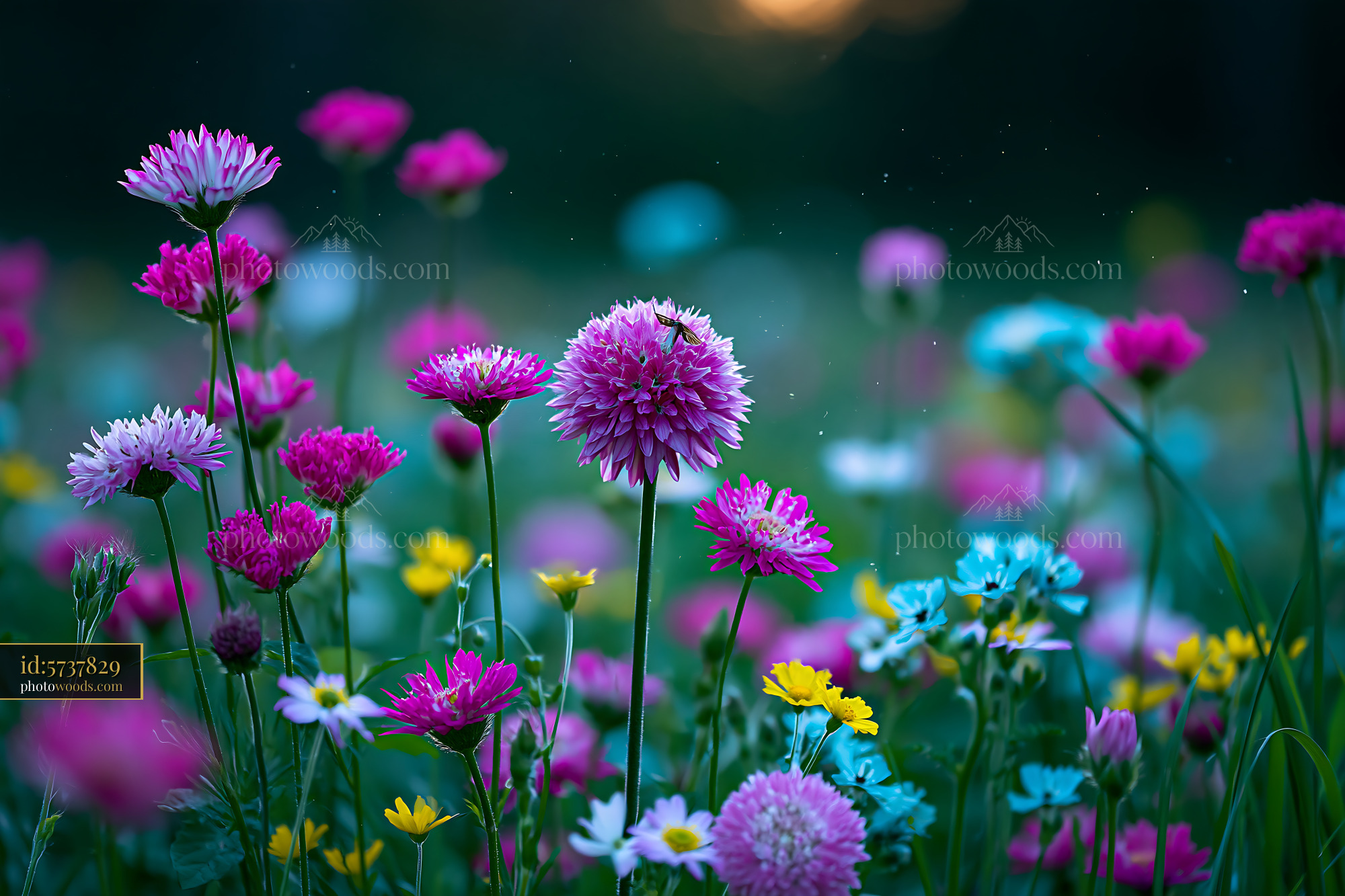 Flowers Bloom in a Colorful Garden During Sunset Hours