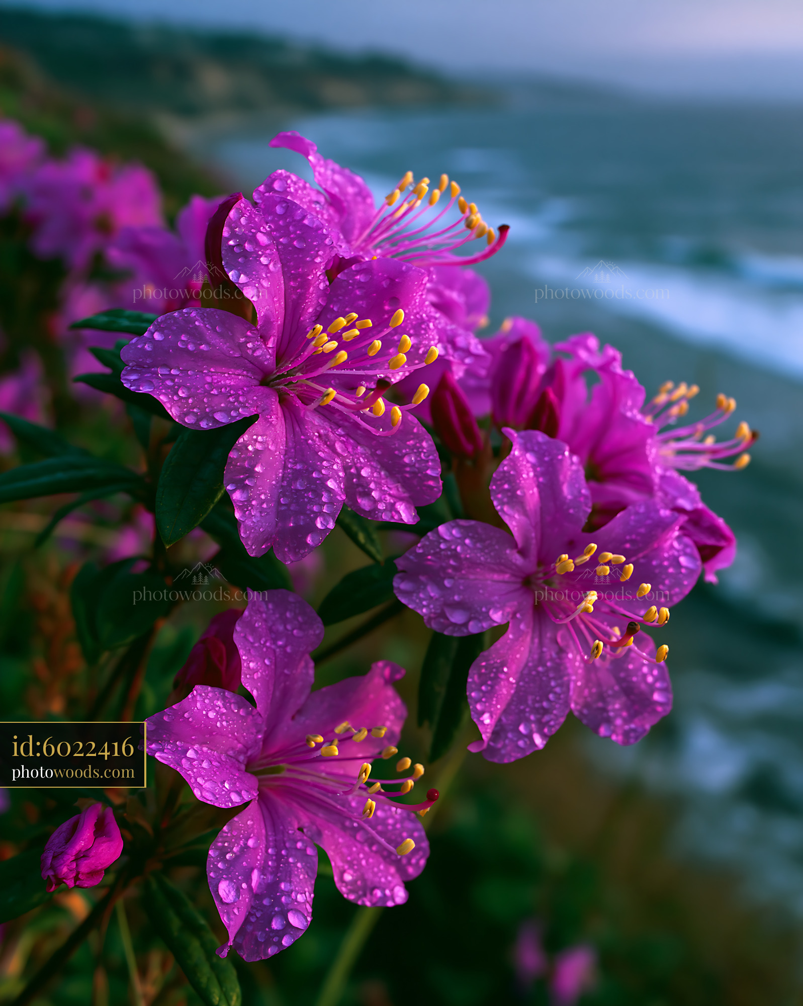 Flowers Bloom With Raindrops Near Ocean Shore at Sunset