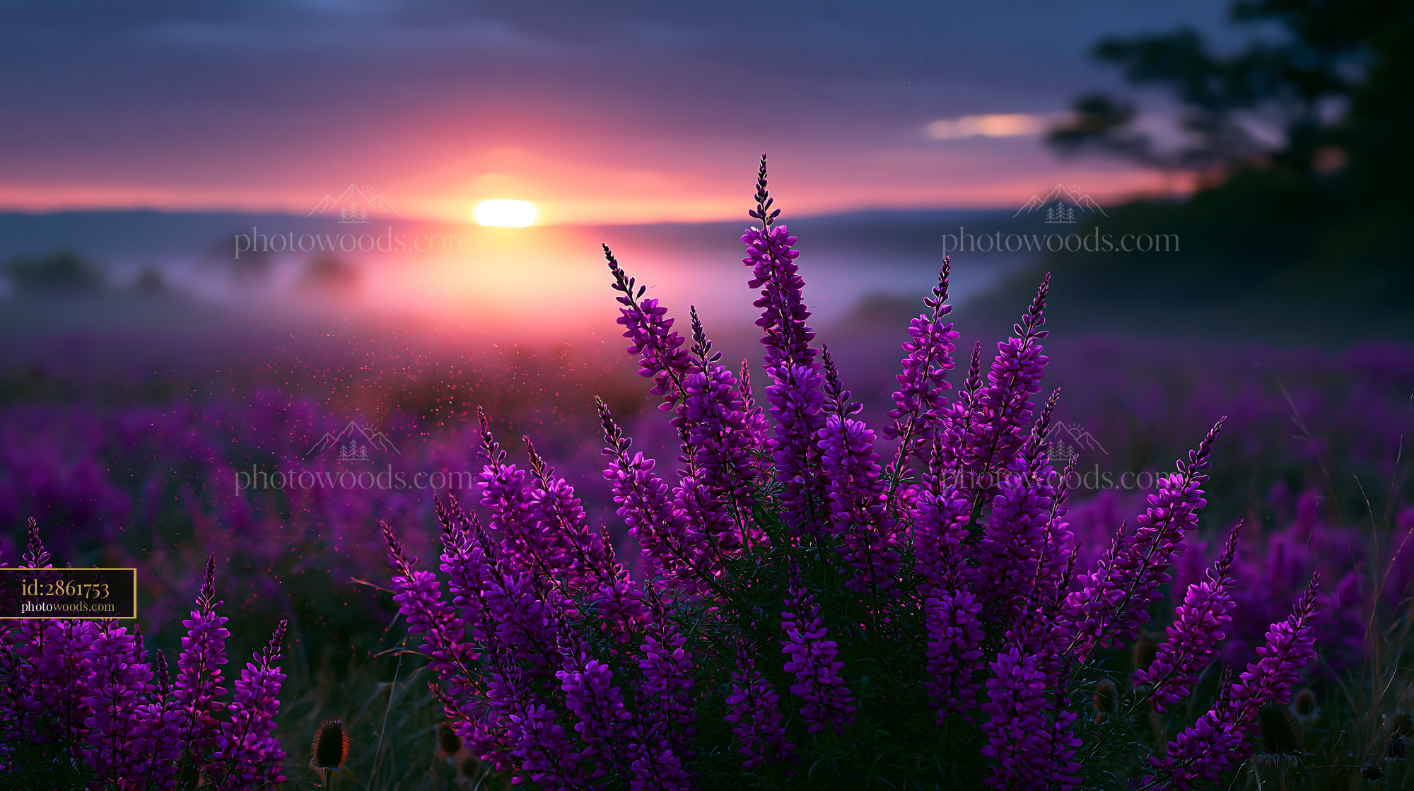 Lavender Flowers Bloom During Sunrise Over Misty Field