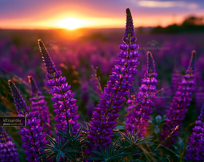 Purple Flowers Bloom in a Field During Sunset