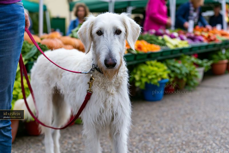 White long-haired dog at a farmers market