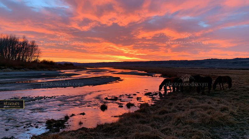 Wild horses grazes near a river under a colorful sunset sky