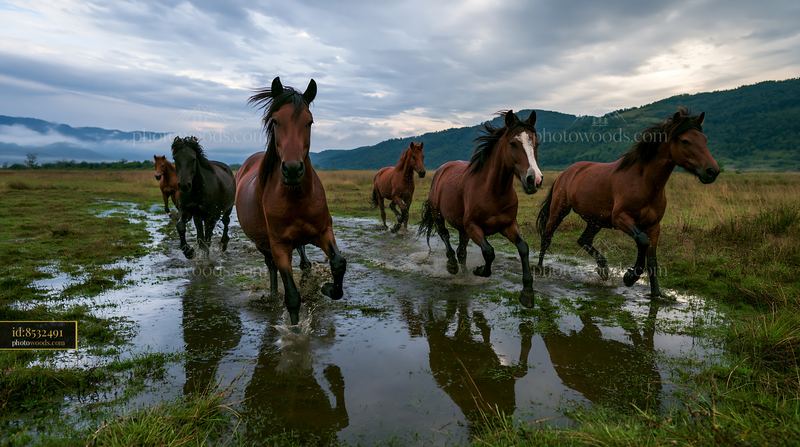Wild horses running through rain in a green field