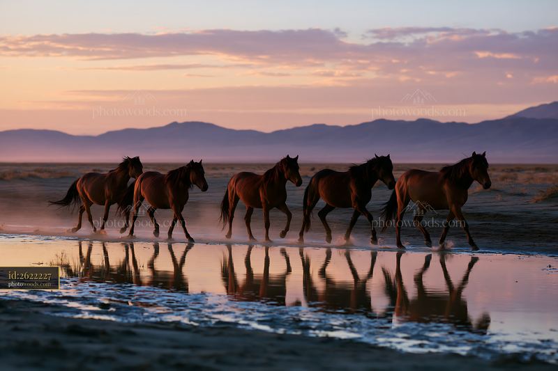 Wild horses crossing a desert plain at sunset