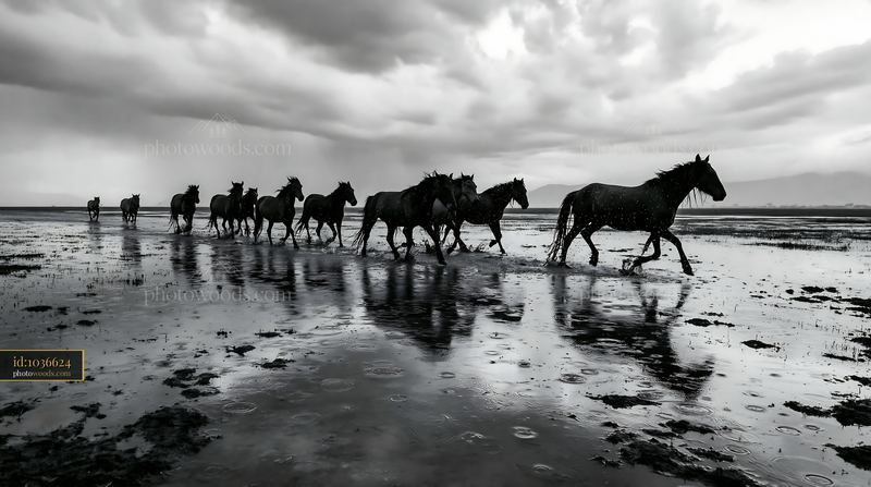 Wild horses run through rain on a wet landscape