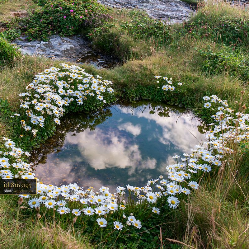 Wildflower shoreline landscape with reflection in a water pool
