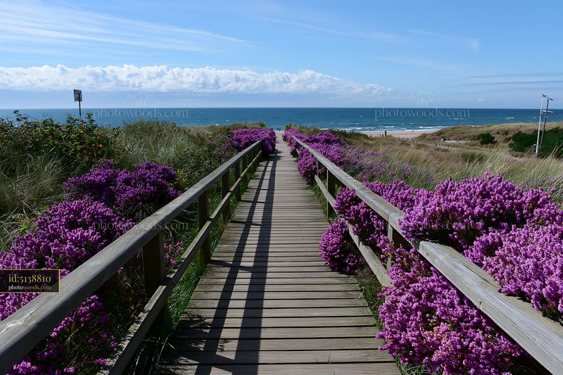 Boardwalk through sea lavender toward a sunny coastline