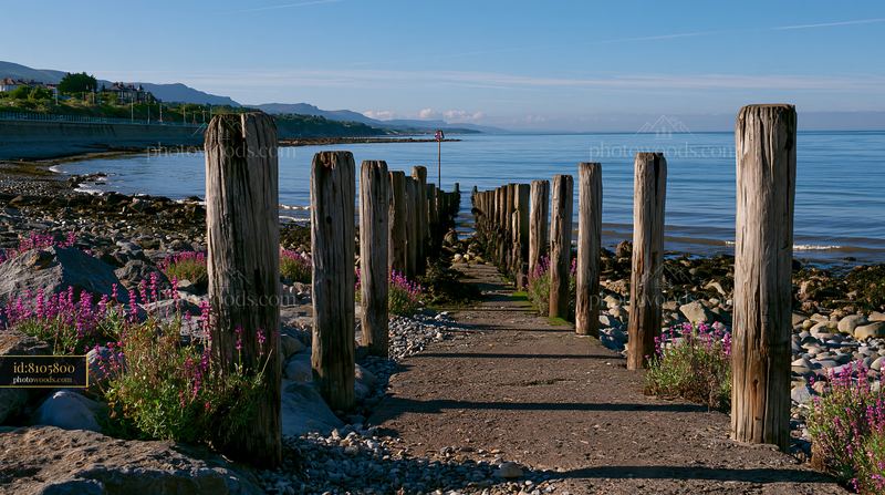 Coastline with sea lavender and wooden posts by the water
