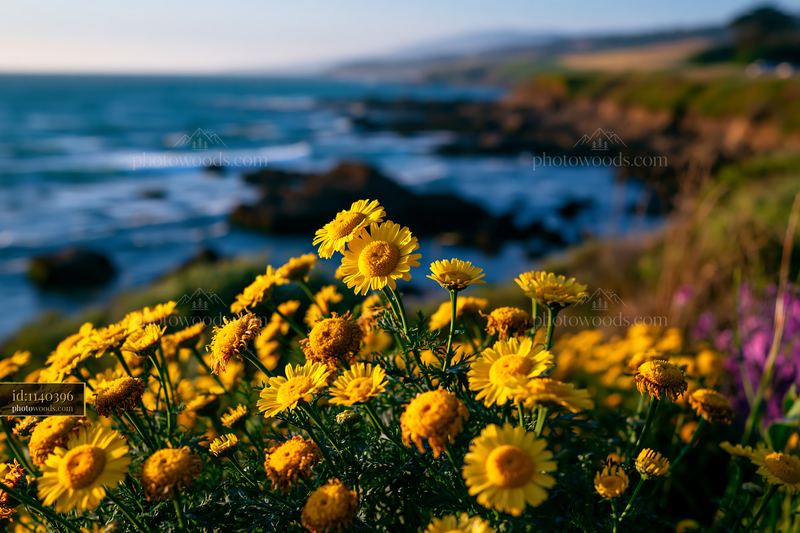 Yellow coastal flowers overlooking a rocky shoreline