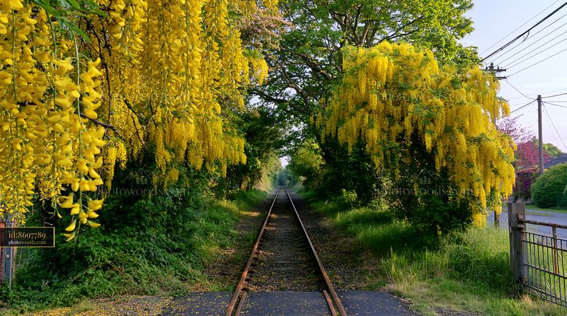 Yellow laburnum trees in full bloom along a rural railway track